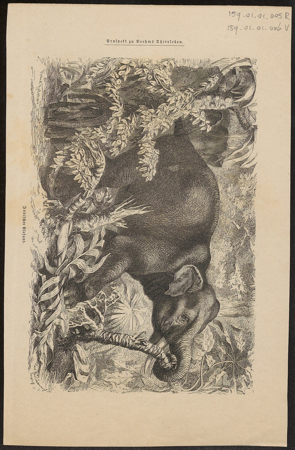 ゾウのヴィンテージ博物画
