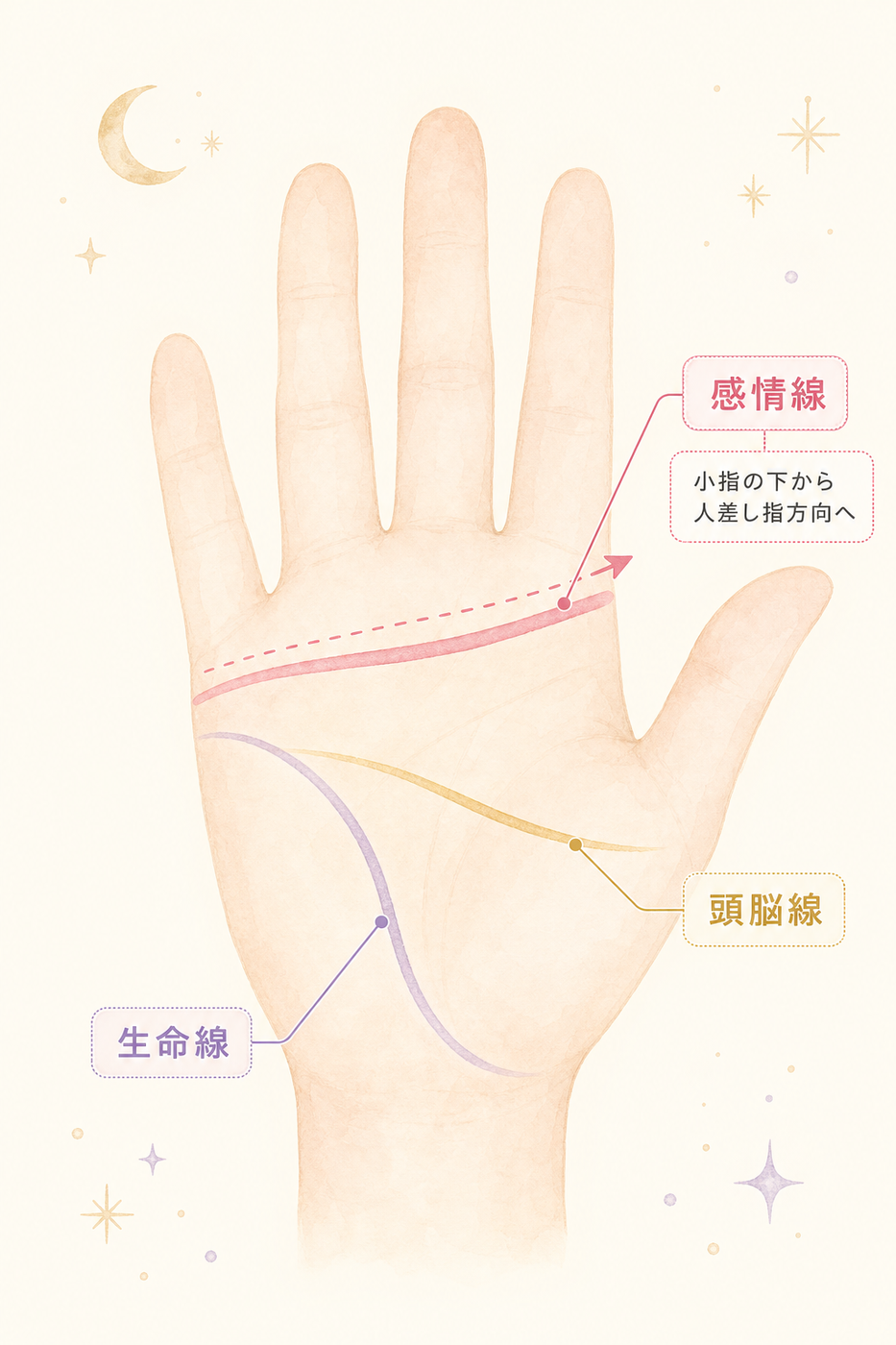 手のひらのどこに感情線があるか一目でわかる図